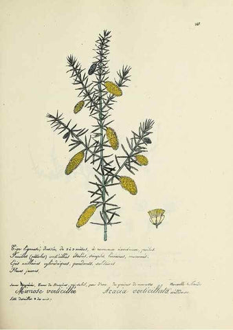 Reproducción/Reproduction 49501589132: Flore universelle. Saint-Denis :Au Bureau et chez Meilhac :[1848]-[1849]. 