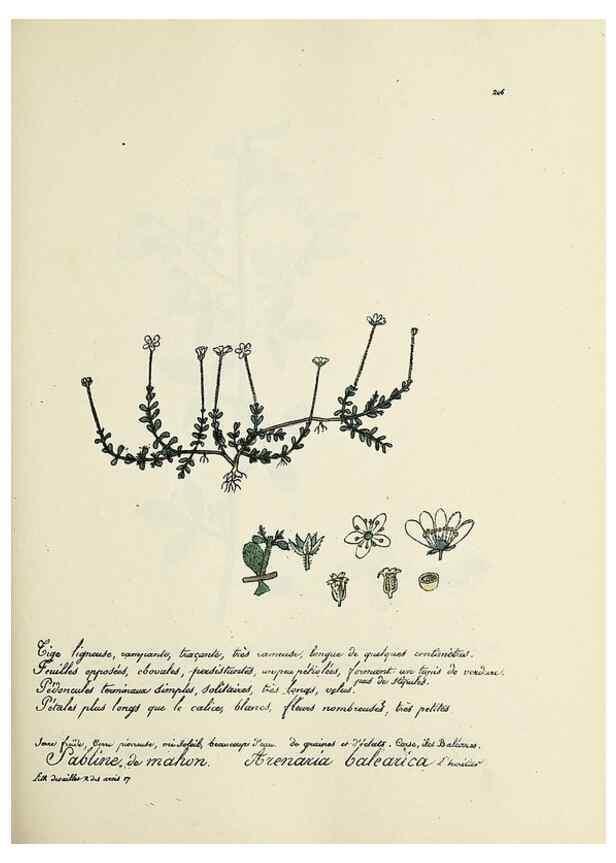 Reproducción/Reproduction 49501589357: Flore universelle. Saint-Denis :Au Bureau et chez Meilhac :[1848]-[1849]. 