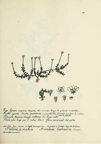 Reproducción/Reproduction 49501589357: Flore universelle. Saint-Denis :Au Bureau et chez Meilhac :[1848]-[1849]. 
