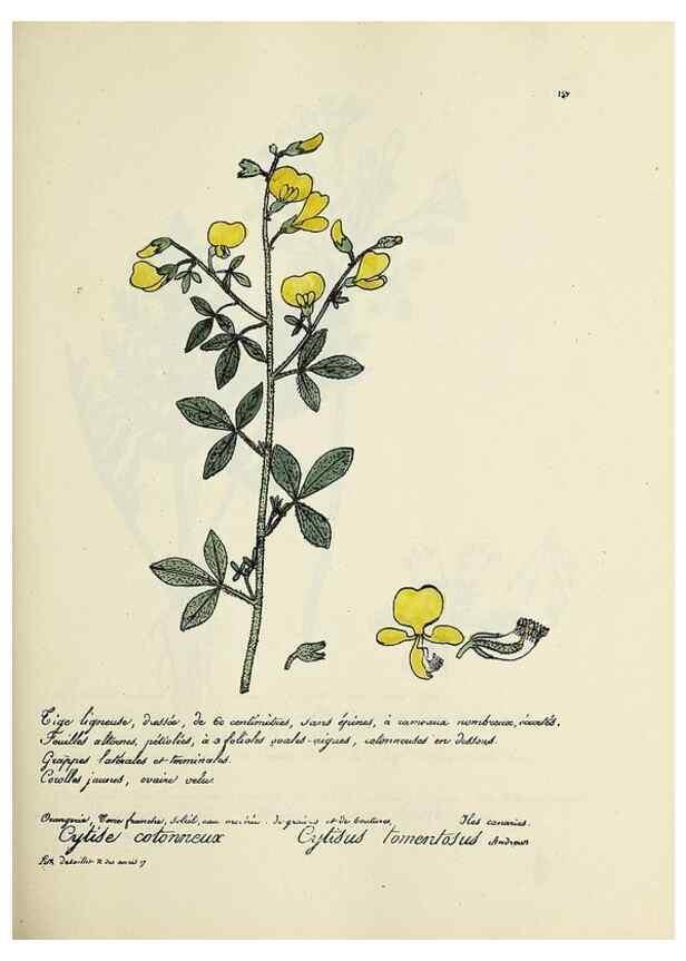 Reproducción/Reproduction 49501589617: Flore universelle. Saint-Denis :Au Bureau et chez Meilhac :[1848]-[1849]. 