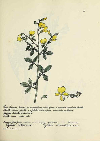 Reproducción/Reproduction 49501589617: Flore universelle. Saint-Denis :Au Bureau et chez Meilhac :[1848]-[1849]. 