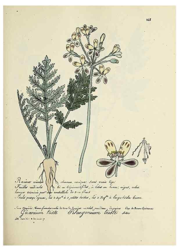 Reproducción/Reproduction 49501589952: Flore universelle. Saint-Denis :Au Bureau et chez Meilhac :[1848]-[1849]. 