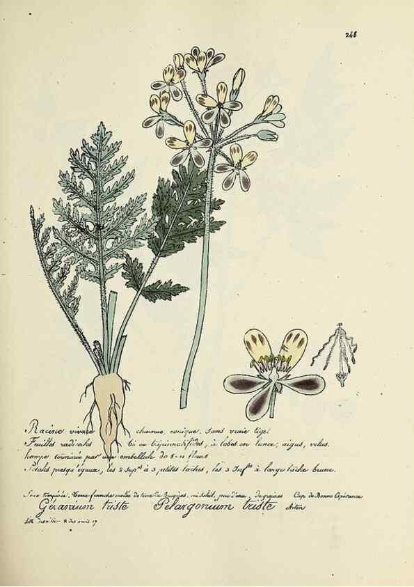 Reproducción/Reproduction 49501589952: Flore universelle. Saint-Denis :Au Bureau et chez Meilhac :[1848]-[1849]. 