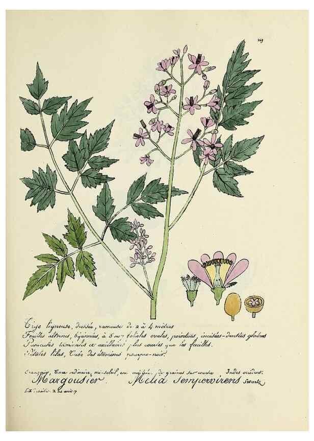 Reproducción/Reproduction 49500861558: Flore universelle. Saint-Denis :Au Bureau et chez Meilhac :[1848]-[1849]. 
