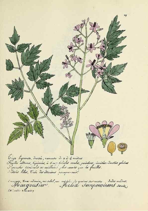 Reproducción/Reproduction 49500861558: Flore universelle. Saint-Denis :Au Bureau et chez Meilhac :[1848]-[1849]. 