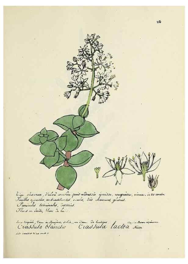 Reproducción/Reproduction 49501590412: Flore universelle. Saint-Denis :Au Bureau et chez Meilhac :[1848]-[1849]. 