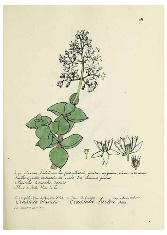 Reproducción/Reproduction 49501590412: Flore universelle. Saint-Denis :Au Bureau et chez Meilhac :[1848]-[1849]. 