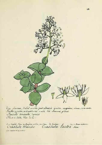 Reproducción/Reproduction 49501590412: Flore universelle. Saint-Denis :Au Bureau et chez Meilhac :[1848]-[1849]. 