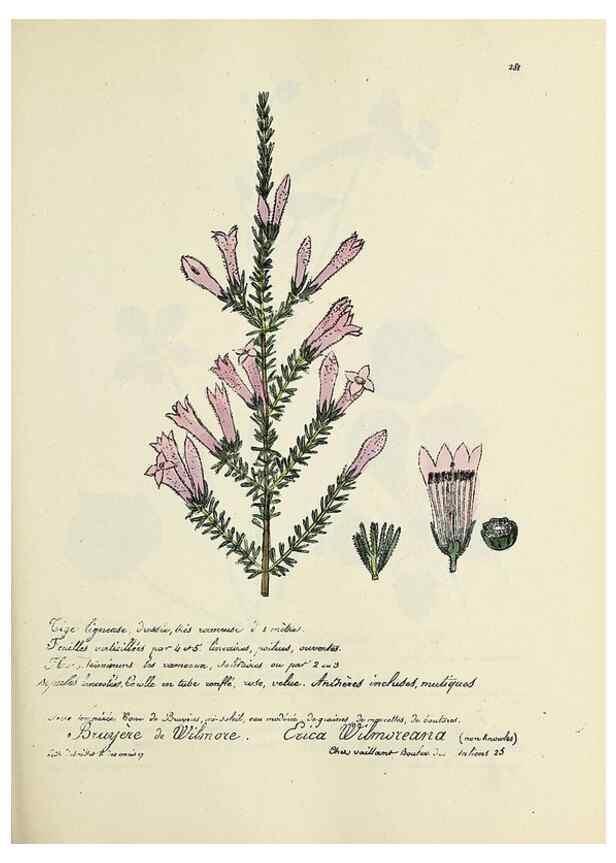 Reproducción/Reproduction 49501366706: Flore universelle. Saint-Denis :Au Bureau et chez Meilhac :[1848]-[1849]. 