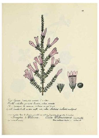 Reproducción/Reproduction 49501366706: Flore universelle. Saint-Denis :Au Bureau et chez Meilhac :[1848]-[1849]. 