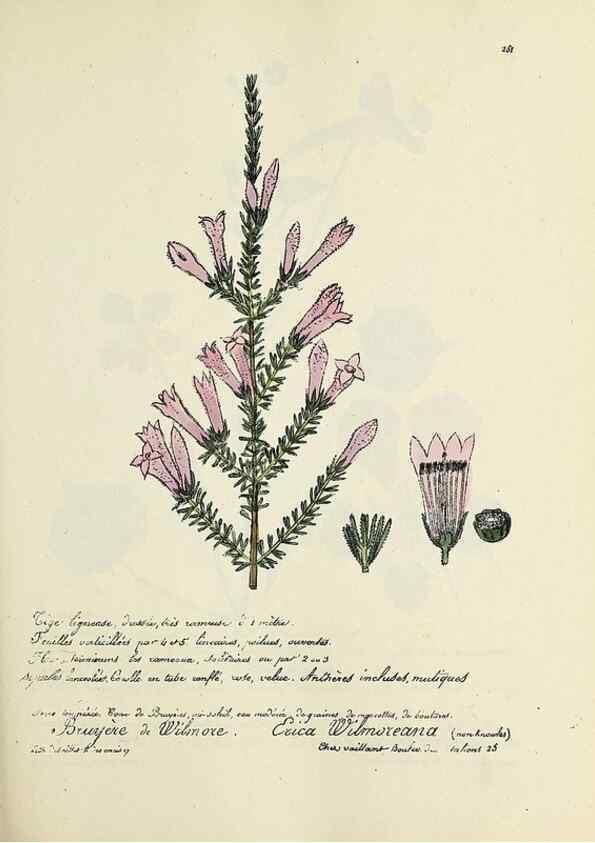 Reproducción/Reproduction 49501366706: Flore universelle. Saint-Denis :Au Bureau et chez Meilhac :[1848]-[1849]. 