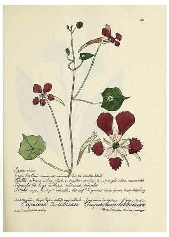 Reproducción/Reproduction 49500862348: Flore universelle. Saint-Denis :Au Bureau et chez Meilhac :[1848]-[1849]. 