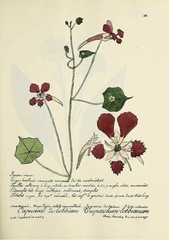 Reproducción/Reproduction 49500862348: Flore universelle. Saint-Denis :Au Bureau et chez Meilhac :[1848]-[1849]. 