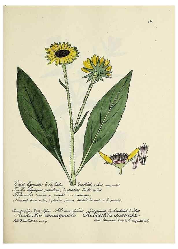 Reproducción/Reproduction 49501591417: Flore universelle. Saint-Denis :Au Bureau et chez Meilhac :[1848]-[1849]. 