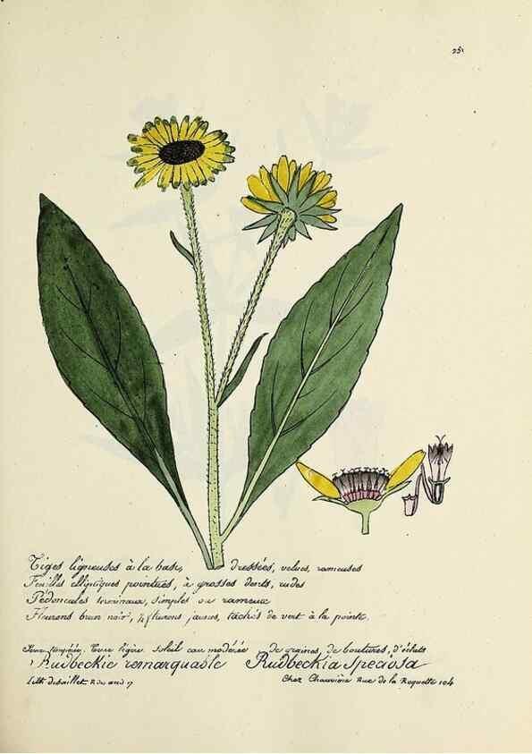 Reproducción/Reproduction 49501591417: Flore universelle. Saint-Denis :Au Bureau et chez Meilhac :[1848]-[1849]. 