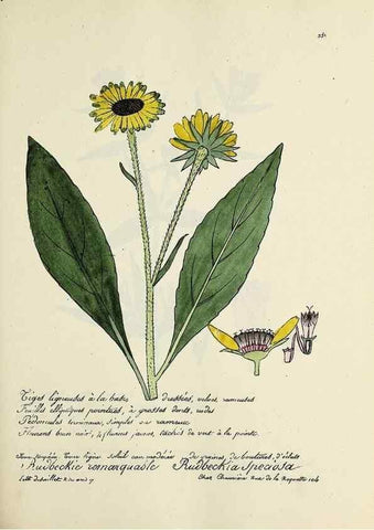 Reproducción/Reproduction 49501591417: Flore universelle. Saint-Denis :Au Bureau et chez Meilhac :[1848]-[1849]. 