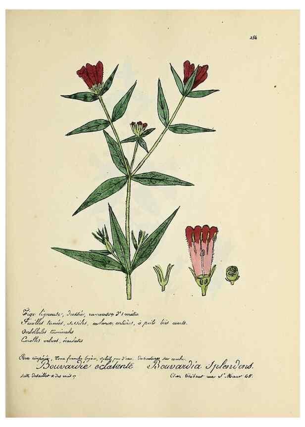 Reproducción/Reproduction 49500863003: Flore universelle. Saint-Denis :Au Bureau et chez Meilhac :[1848]-[1849]. 