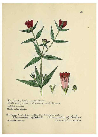 Reproducción/Reproduction 49500863003: Flore universelle. Saint-Denis :Au Bureau et chez Meilhac :[1848]-[1849]. 