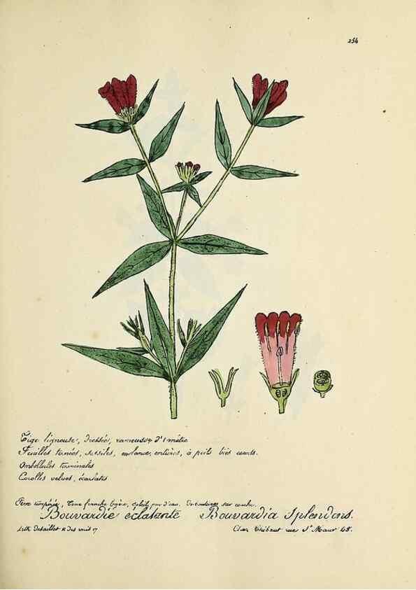 Reproducción/Reproduction 49500863003: Flore universelle. Saint-Denis :Au Bureau et chez Meilhac :[1848]-[1849]. 