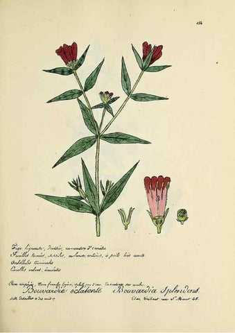 Reproducción/Reproduction 49500863003: Flore universelle. Saint-Denis :Au Bureau et chez Meilhac :[1848]-[1849]. 