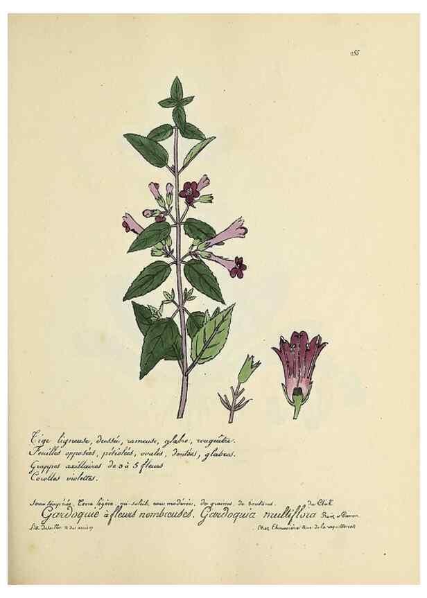 Reproducción/Reproduction 49501367896: Flore universelle. Saint-Denis :Au Bureau et chez Meilhac :[1848]-[1849]. 