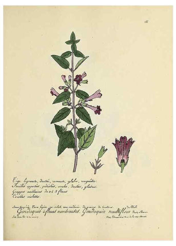 Reproducción/Reproduction 49501367896: Flore universelle. Saint-Denis :Au Bureau et chez Meilhac :[1848]-[1849]. 