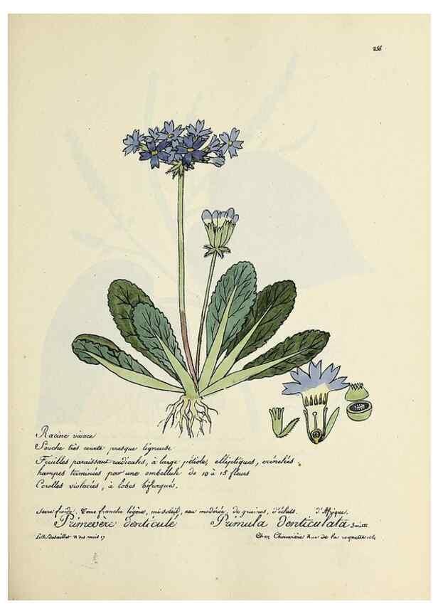 Reproducción/Reproduction 49500863583: Flore universelle. Saint-Denis :Au Bureau et chez Meilhac :[1848]-[1849]. 