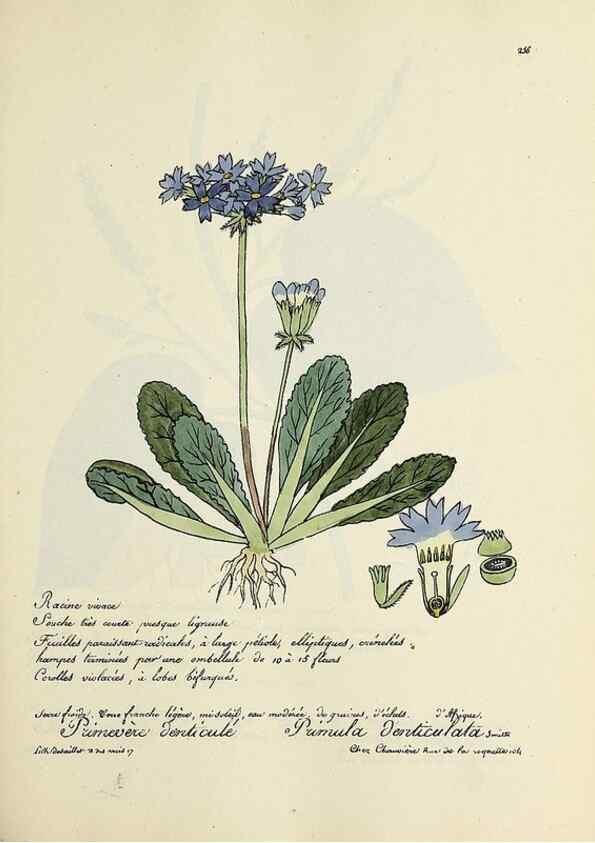 Reproducción/Reproduction 49500863583: Flore universelle. Saint-Denis :Au Bureau et chez Meilhac :[1848]-[1849]. 