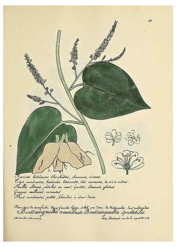 Reproducción/Reproduction 49501368596: Flore universelle. Saint-Denis :Au Bureau et chez Meilhac :[1848]-[1849]. 