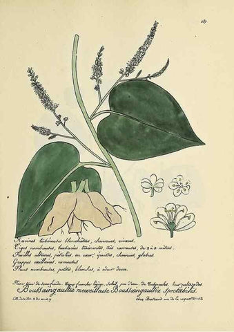 Reproducción/Reproduction 49501368596: Flore universelle. Saint-Denis :Au Bureau et chez Meilhac :[1848]-[1849]. 