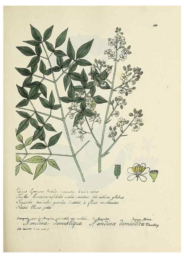 Reproducción/Reproduction 49501588467: Flore universelle. Saint-Denis :Au Bureau et chez Meilhac :[1848]-[1849]. 