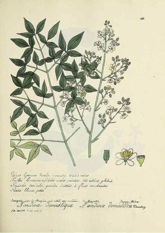 Reproducción/Reproduction 49501588467: Flore universelle. Saint-Denis :Au Bureau et chez Meilhac :[1848]-[1849]. 
