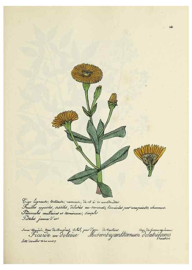 Reproducción/Reproduction 49500859738: Flore universelle. Saint-Denis :Au Bureau et chez Meilhac :[1848]-[1849]. 