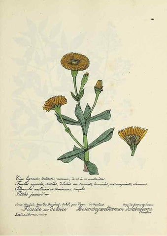 Reproducción/Reproduction 49500859738: Flore universelle. Saint-Denis :Au Bureau et chez Meilhac :[1848]-[1849]. 