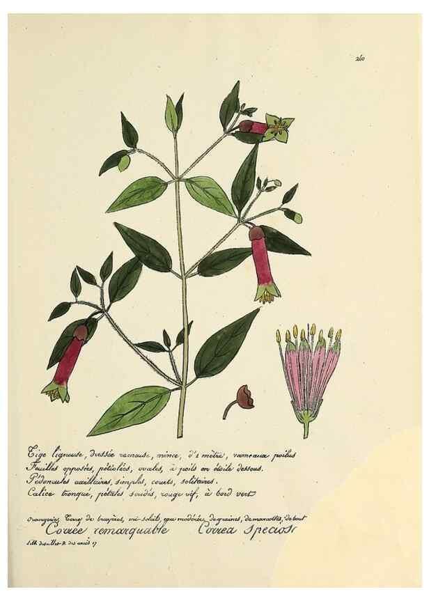 Reproducción/Reproduction 49500859478: Flore universelle. Saint-Denis :Au Bureau et chez Meilhac :[1848]-[1849]. 