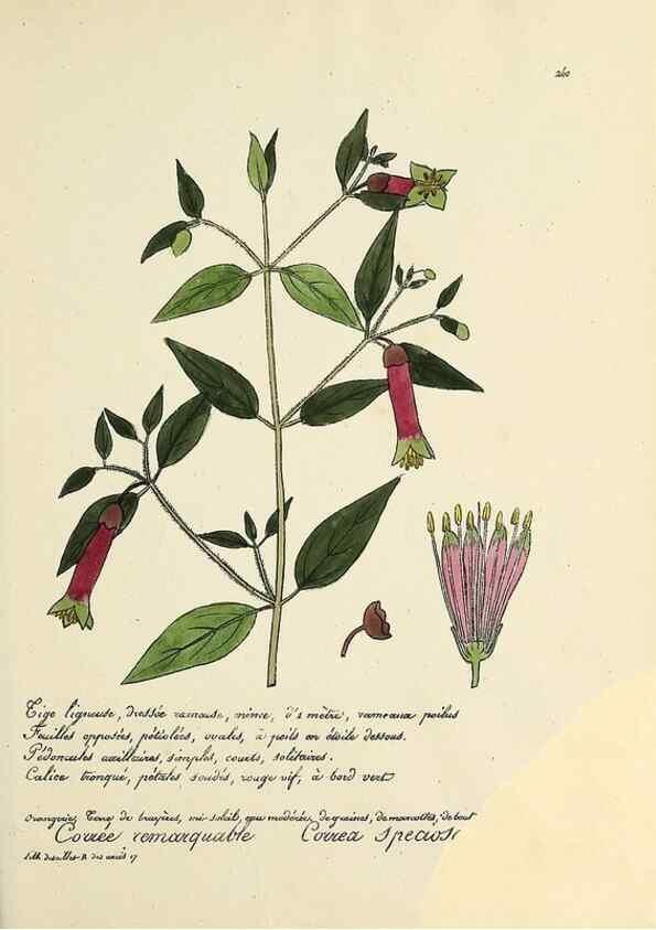 Reproducción/Reproduction 49500859478: Flore universelle. Saint-Denis :Au Bureau et chez Meilhac :[1848]-[1849]. 