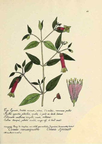 Reproducción/Reproduction 49500859478: Flore universelle. Saint-Denis :Au Bureau et chez Meilhac :[1848]-[1849]. 