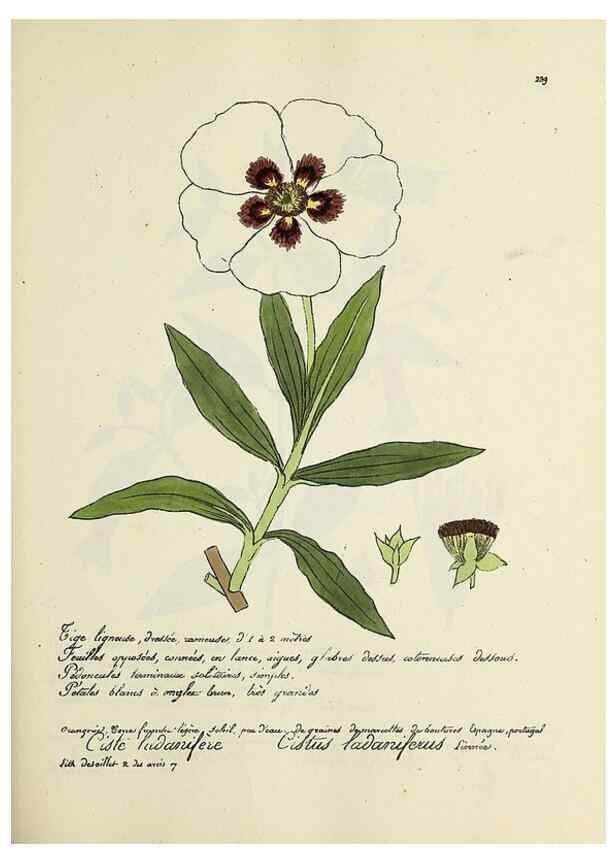 Reproducción/Reproduction 49500859263: Flore universelle. Saint-Denis :Au Bureau et chez Meilhac :[1848]-[1849]. 