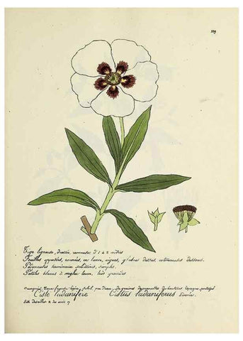 Reproducción/Reproduction 49500859263: Flore universelle. Saint-Denis :Au Bureau et chez Meilhac :[1848]-[1849]. 