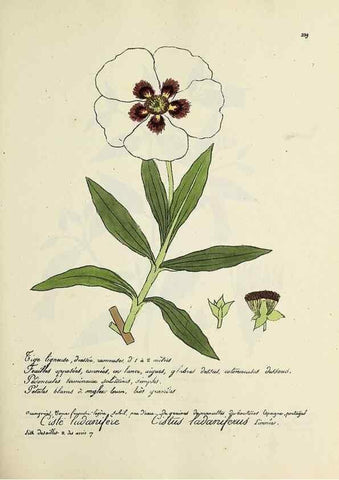 Reproducción/Reproduction 49500859263: Flore universelle. Saint-Denis :Au Bureau et chez Meilhac :[1848]-[1849]. 
