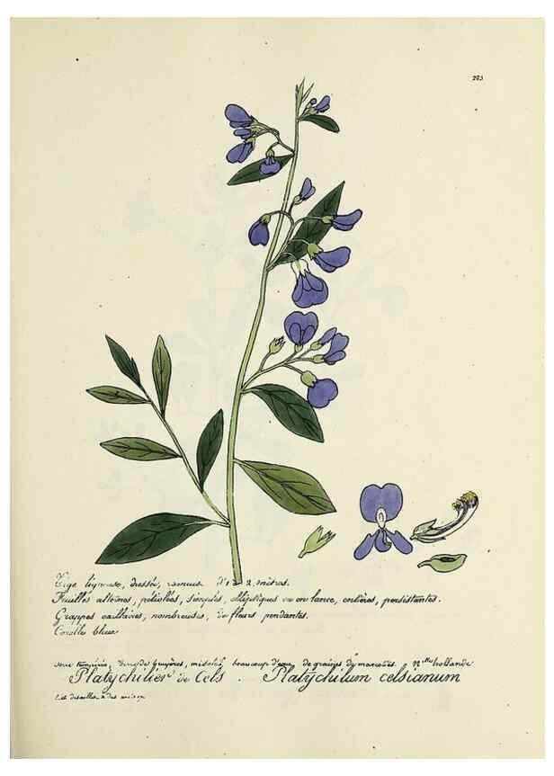 Reproducción/Reproduction 49500855018: Flore universelle. Saint-Denis :Au Bureau et chez Meilhac :[1848]-[1849]. 