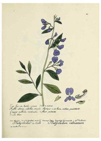 Reproducción/Reproduction 49500855018: Flore universelle. Saint-Denis :Au Bureau et chez Meilhac :[1848]-[1849]. 