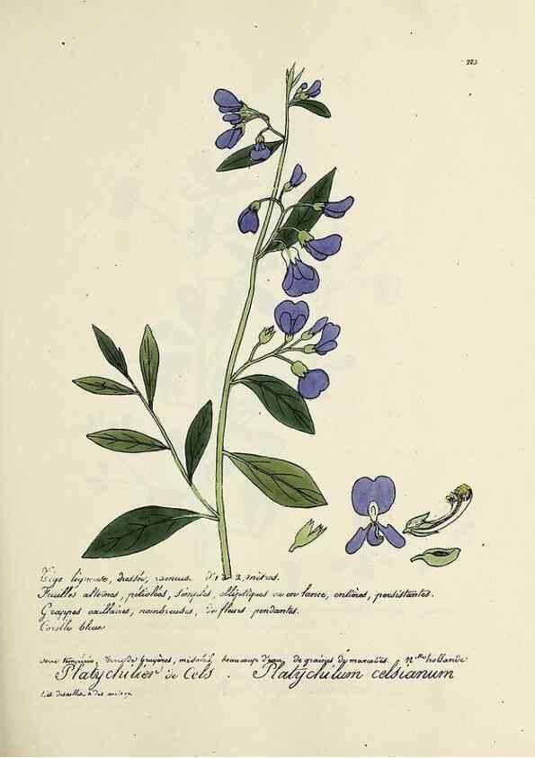 Reproducción/Reproduction 49500855018: Flore universelle. Saint-Denis :Au Bureau et chez Meilhac :[1848]-[1849]. 