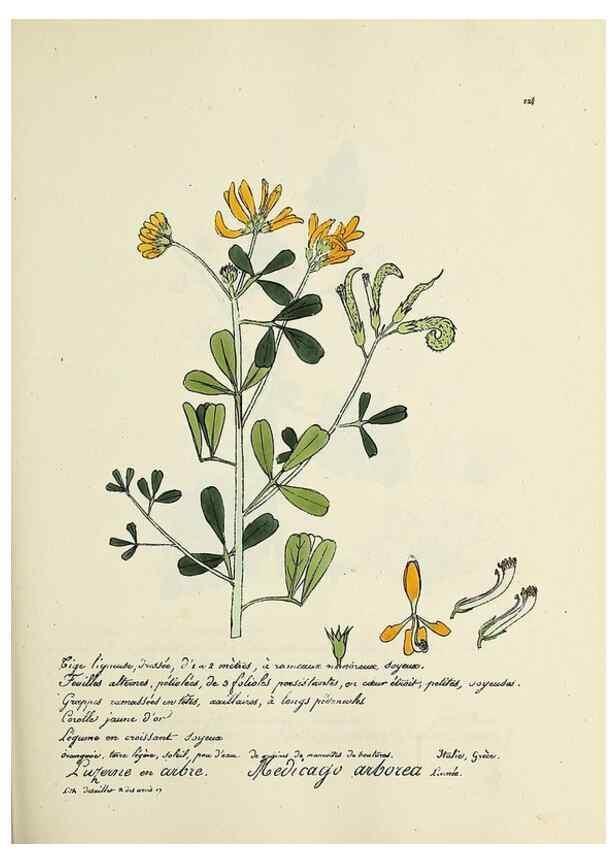 Reproducción/Reproduction 49500855278: Flore universelle. Saint-Denis :Au Bureau et chez Meilhac :[1848]-[1849]. 
