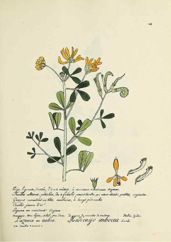 Reproducción/Reproduction 49500855278: Flore universelle. Saint-Denis :Au Bureau et chez Meilhac :[1848]-[1849]. 