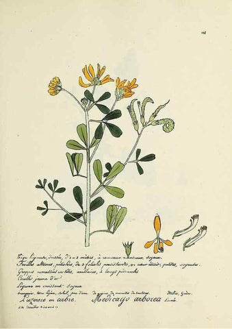 Reproducción/Reproduction 49500855278: Flore universelle. Saint-Denis :Au Bureau et chez Meilhac :[1848]-[1849]. 