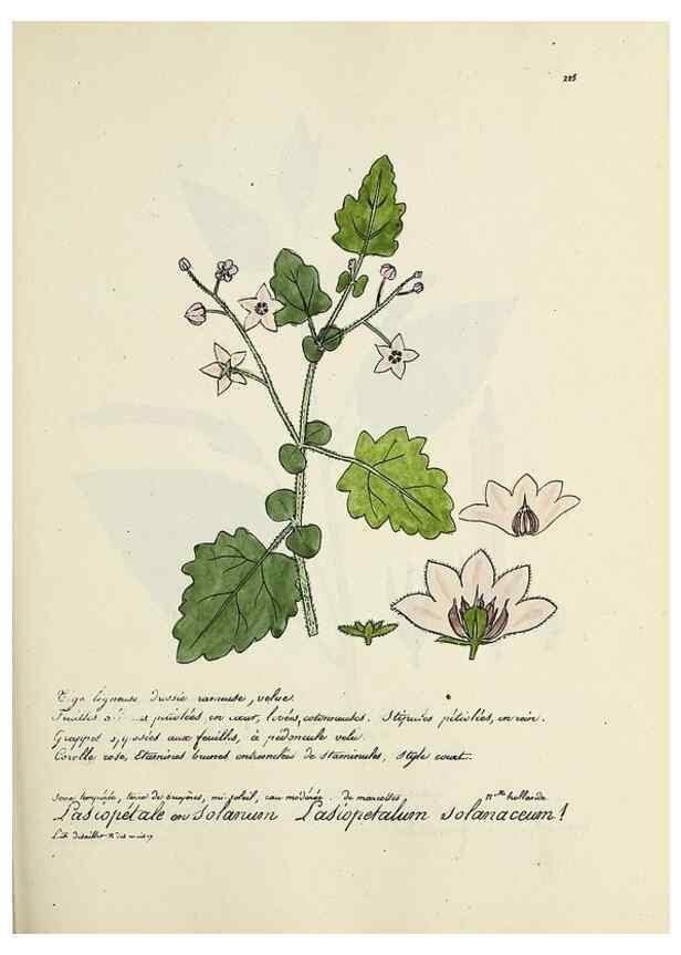Reproducción/Reproduction 49501583837: Flore universelle. Saint-Denis :Au Bureau et chez Meilhac :[1848]-[1849]. 