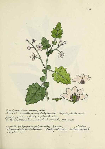 Reproducción/Reproduction 49501583837: Flore universelle. Saint-Denis :Au Bureau et chez Meilhac :[1848]-[1849]. 