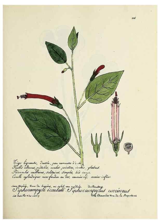 Reproducción/Reproduction 49501584052: Flore universelle. Saint-Denis :Au Bureau et chez Meilhac :[1848]-[1849]. 