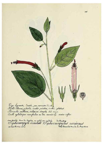 Reproducción/Reproduction 49501584052: Flore universelle. Saint-Denis :Au Bureau et chez Meilhac :[1848]-[1849]. 